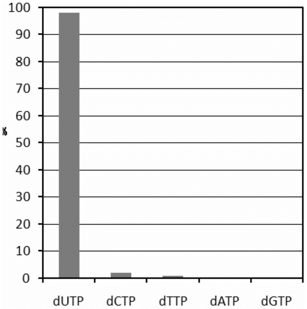 Protein-type PCR (polymerase chain reaction) accelerant based on deoxyuridine triphosphate hydrolase as well as preparation method and application of protein-type PCR accelerant