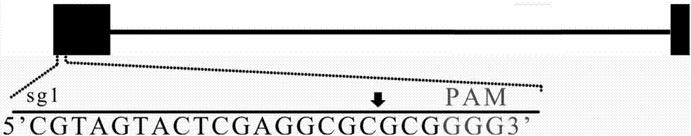 SgRNA (Small Guide Ribonucleic Acid) targeting sequence of specific target pig IRS1 (Insulin Receptor Substrate 1) gene and application thereof