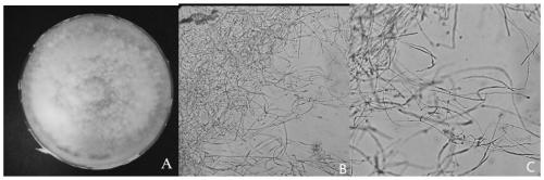 A strain of cereus tearing fungus and its application in the control of fungal diseases of crops