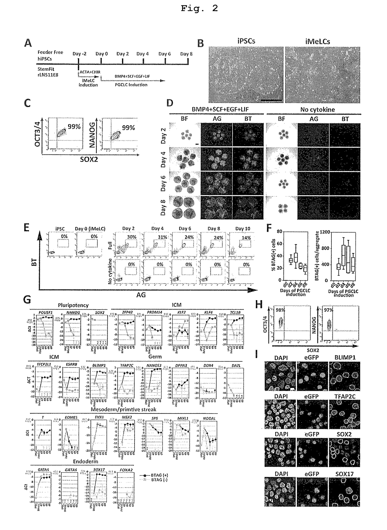 Method for inducing differentiation of pluripotent stem cells into germ cells