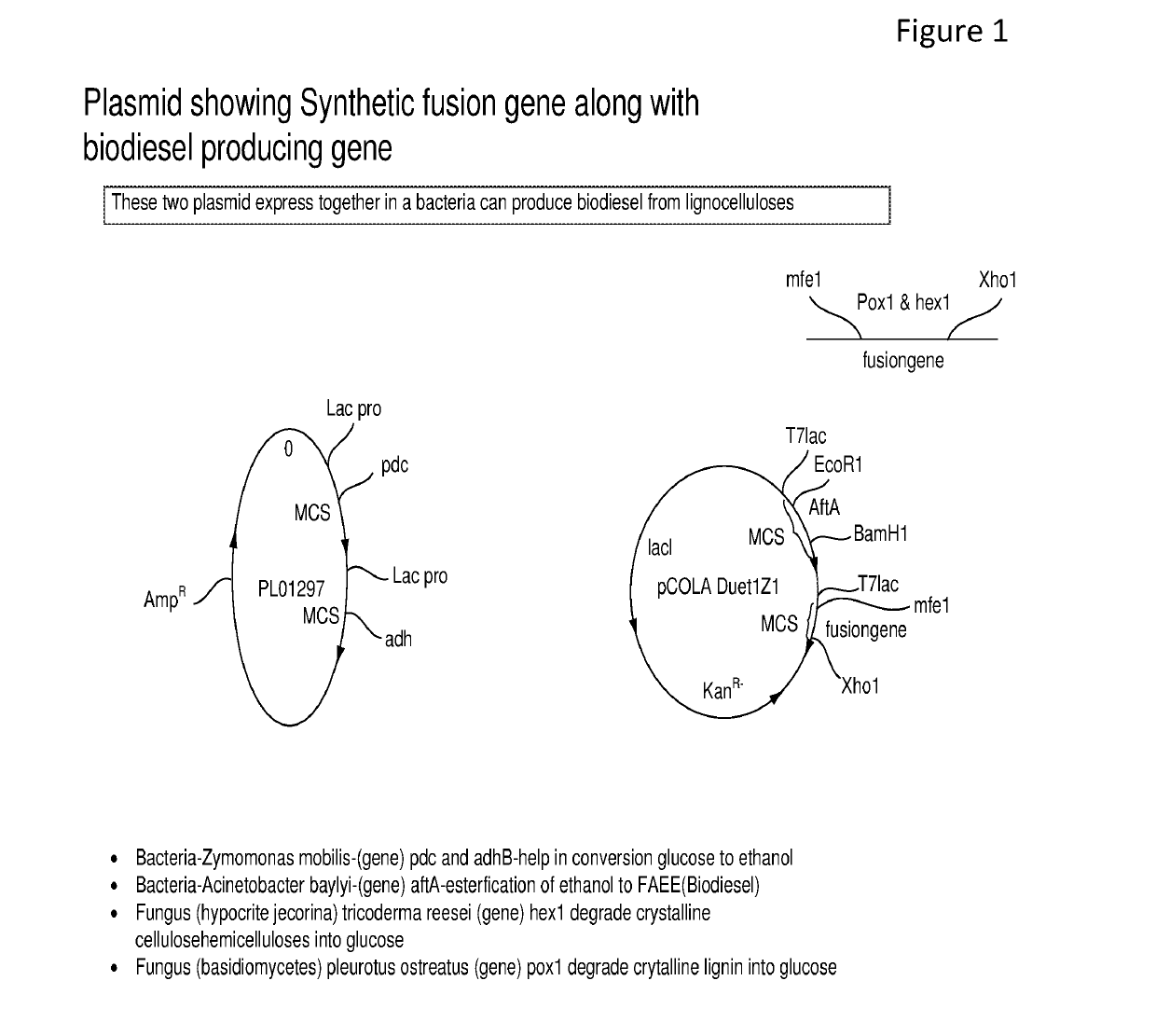 Synthetic fusion gene and its use thereof