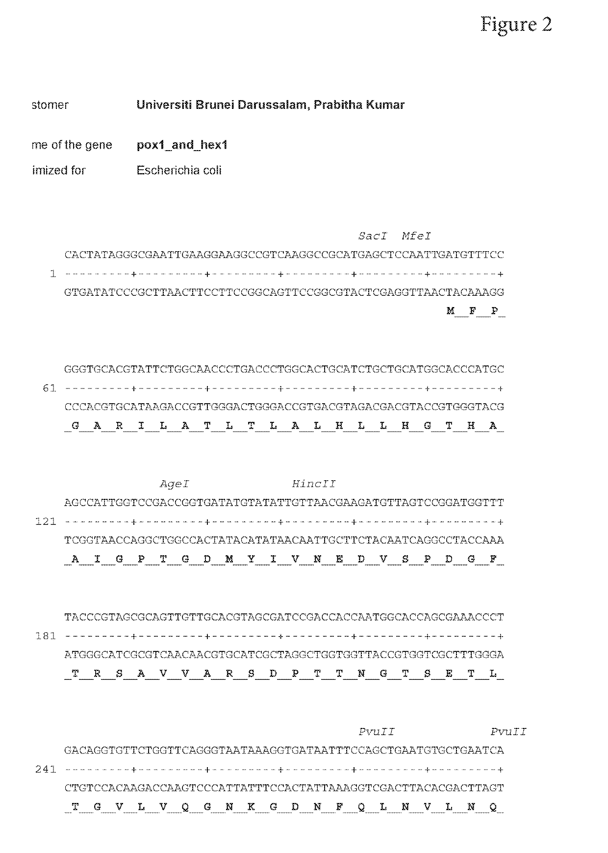 Synthetic fusion gene and its use thereof