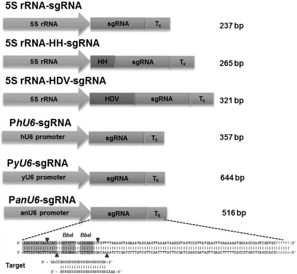 Application of novel guide RNA (Ribonucleic Acid) expression cassette in CRISPR/Cas (Clustered Regularly Interspaced Short Palindromic Repeats) system