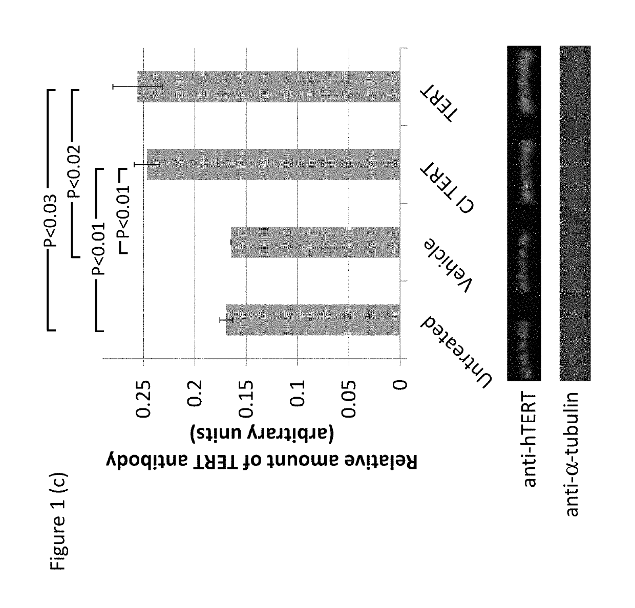 Compounds, compositions, methods, and kits relating to telomere extension