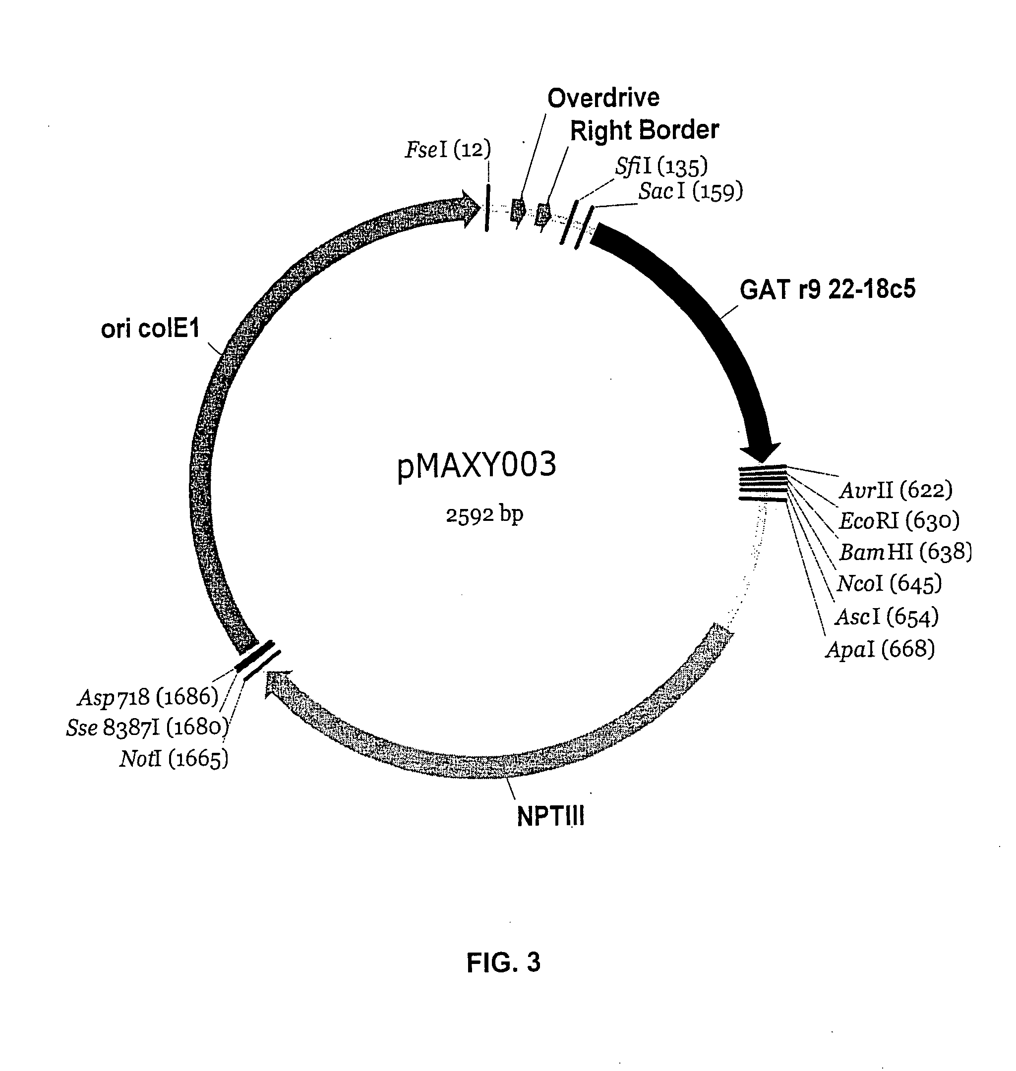 Vectors for plant transformation and methods of use