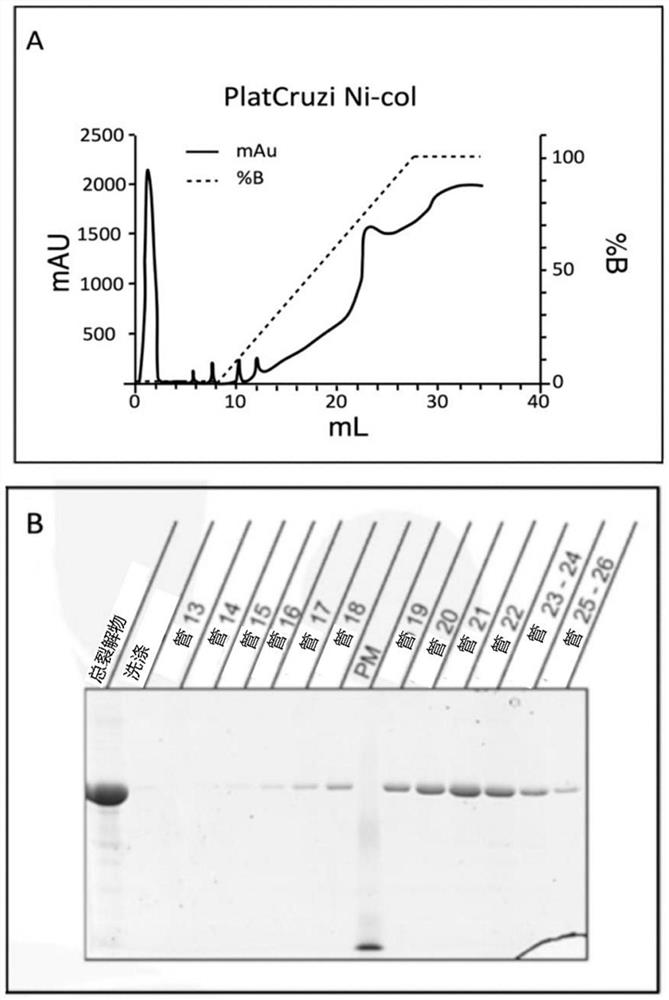 Protein container, polynucleotide, vector, expression cassette, cell, method for producing container, method for pathogen recognition or disease diagnosis, use of container, and diagnostic kit