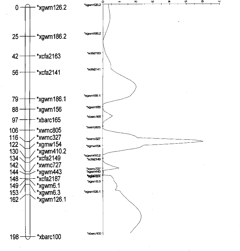 Molecular marker tightly linked with wheat yellow mosaic resistant major quantitative trait locus (QTL) and application thereof