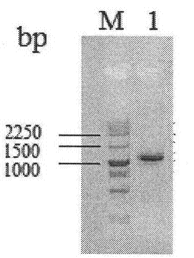 Fructose-1,6-bisphosphate aldolase promoter and its application and construct, vector