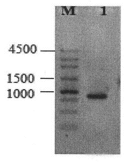 Fructose-1,6-bisphosphate aldolase promoter and its application and construct, vector