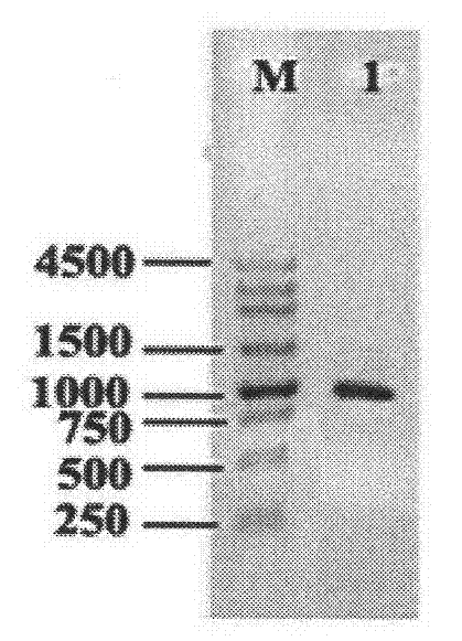 Fructose-1,6-bisphosphate aldolase promoter and its application and construct, vector