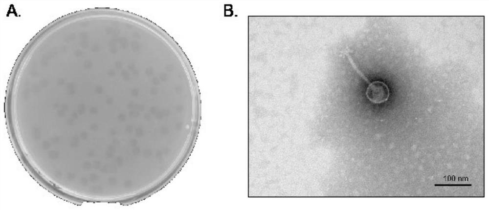 Salmonella bacteriophage CKT1 without transduction of drug-resistant gene and application of salmonella bacteriophage CKT1