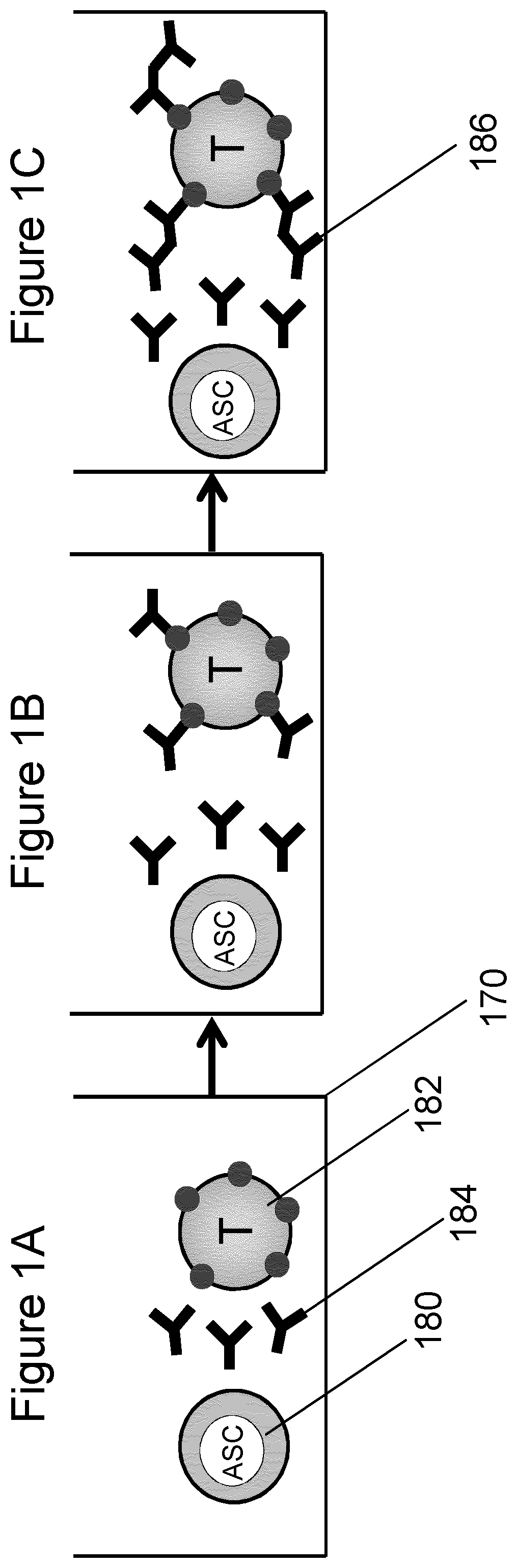 Rapid screening of monoclonal antibodies