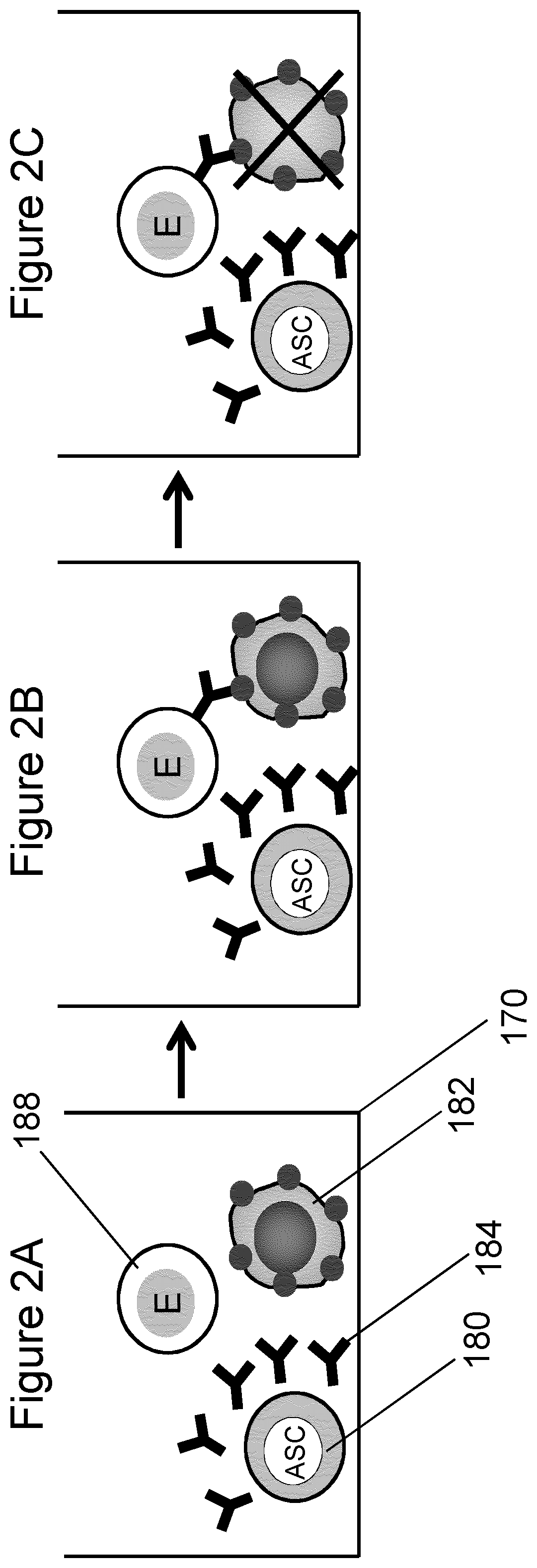 Rapid screening of monoclonal antibodies