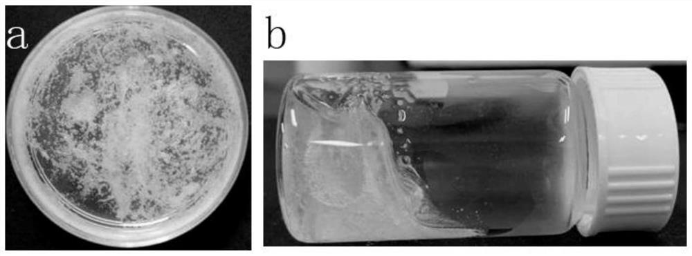 3D bioprinting ink and its preparation method and application