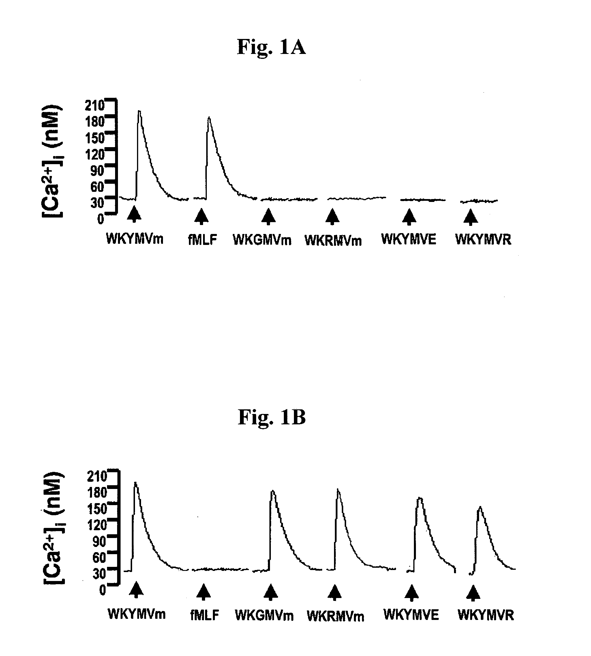 Immune-modulating peptide