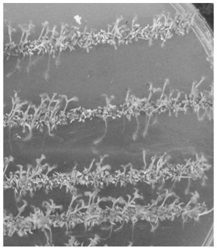 Method for constructing biological mutant library