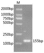 Quantitative detection method of tea moth nucleopolyhedrosis virus