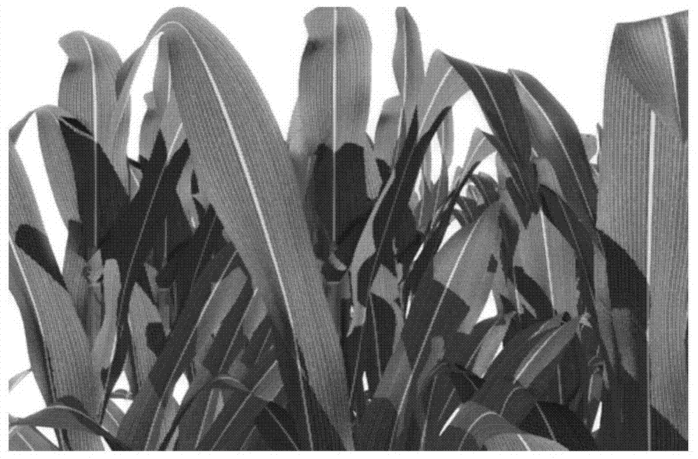 A method and system for synthesizing apparent texture of leaves of parallel venation plants
