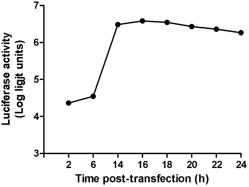 Preparation method and application of EV71 type full length infectious clone with luciferase tag