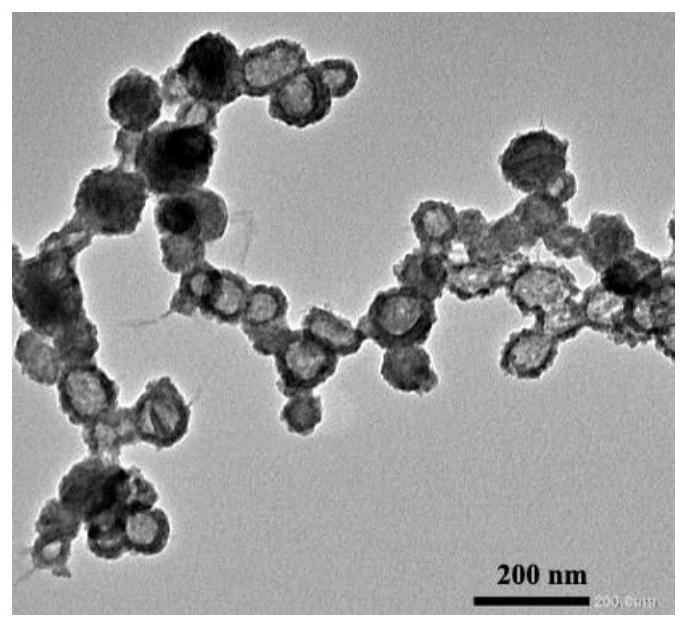 Nanoparticles of calcium carbonate-polydopamine coated drug-loaded bacterial outer membrane vesicles as well as preparation method and application of nanoparticles of calcium carbonate-polydopamine coated drug-loaded bacterial outer membrane vesicles