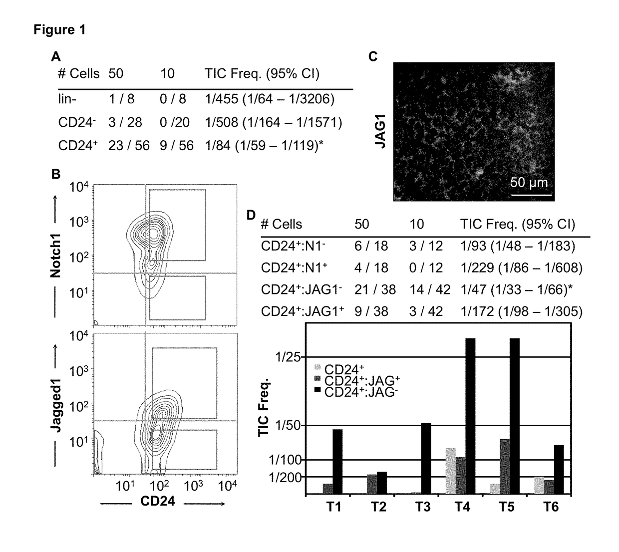 Signature for predicting clinical outcome in human HER2+ breast cancer