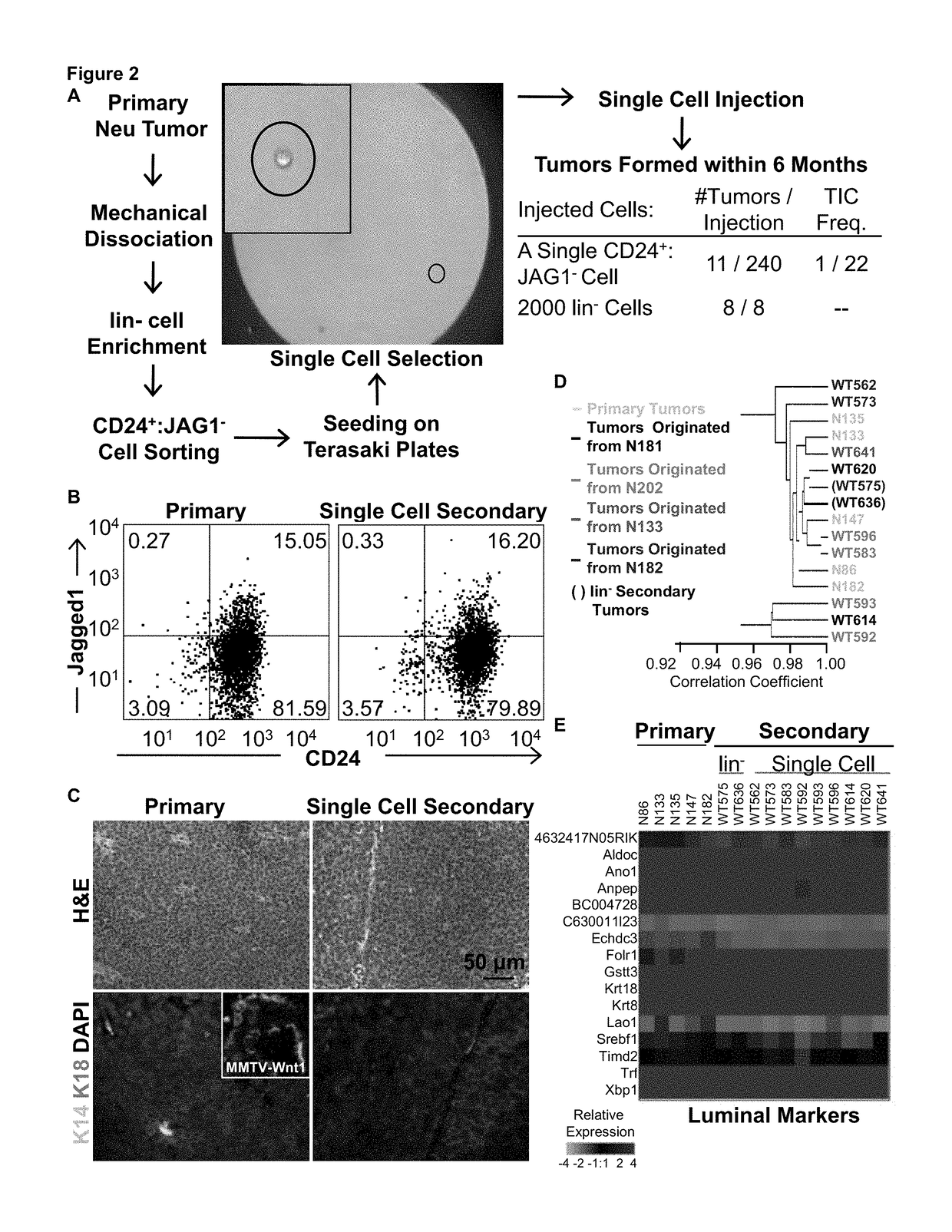 Signature for predicting clinical outcome in human HER2+ breast cancer