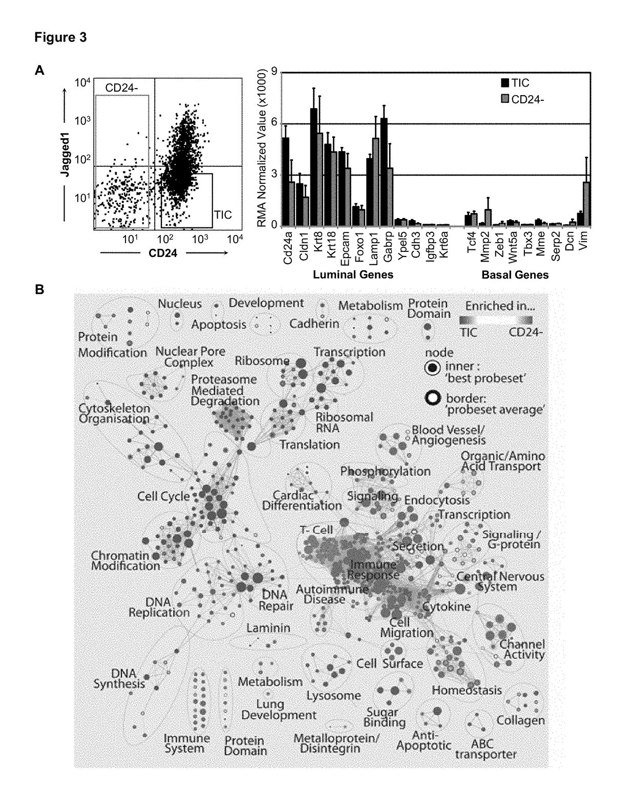 Signature for predicting clinical outcome in human HER2+ breast cancer