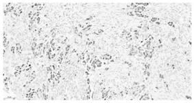 P53 protein monoclonal antibody and application thereof