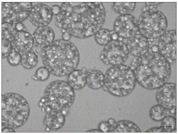 A kind of chitosan coated vitamin C microcapsule and preparation method thereof
