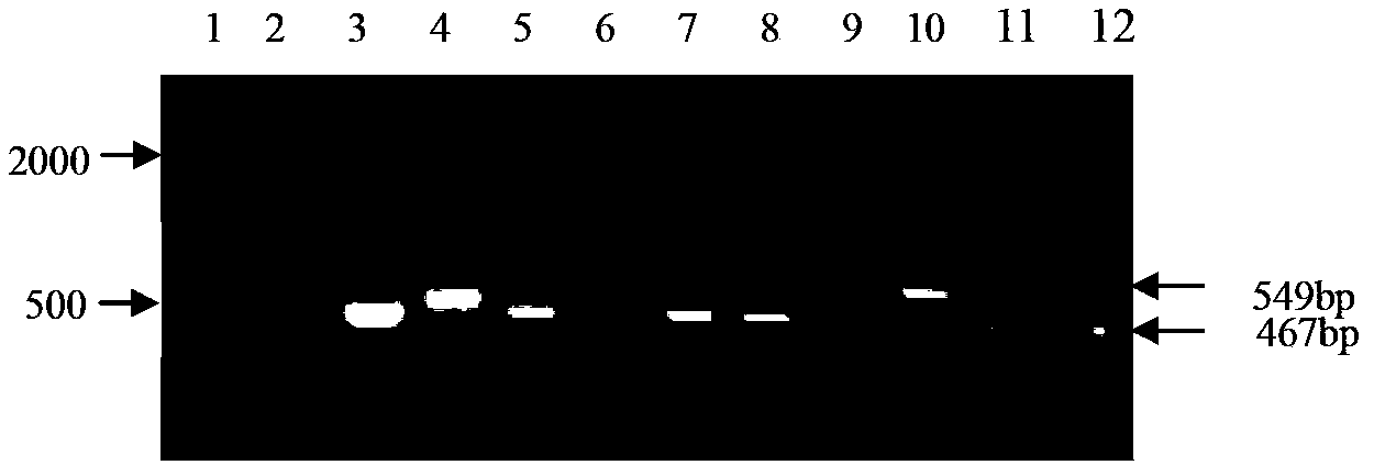 Ultra-binary vector as well as construction method and application thereof