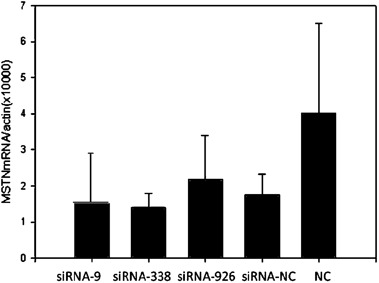 siRNA capable of restraining chicken myostatin gene expression and application thereof