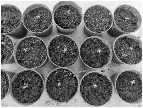 Treatment method for improving tissue culture germination of rhodomyrtus tomentosa seeds and reducing pollution rate