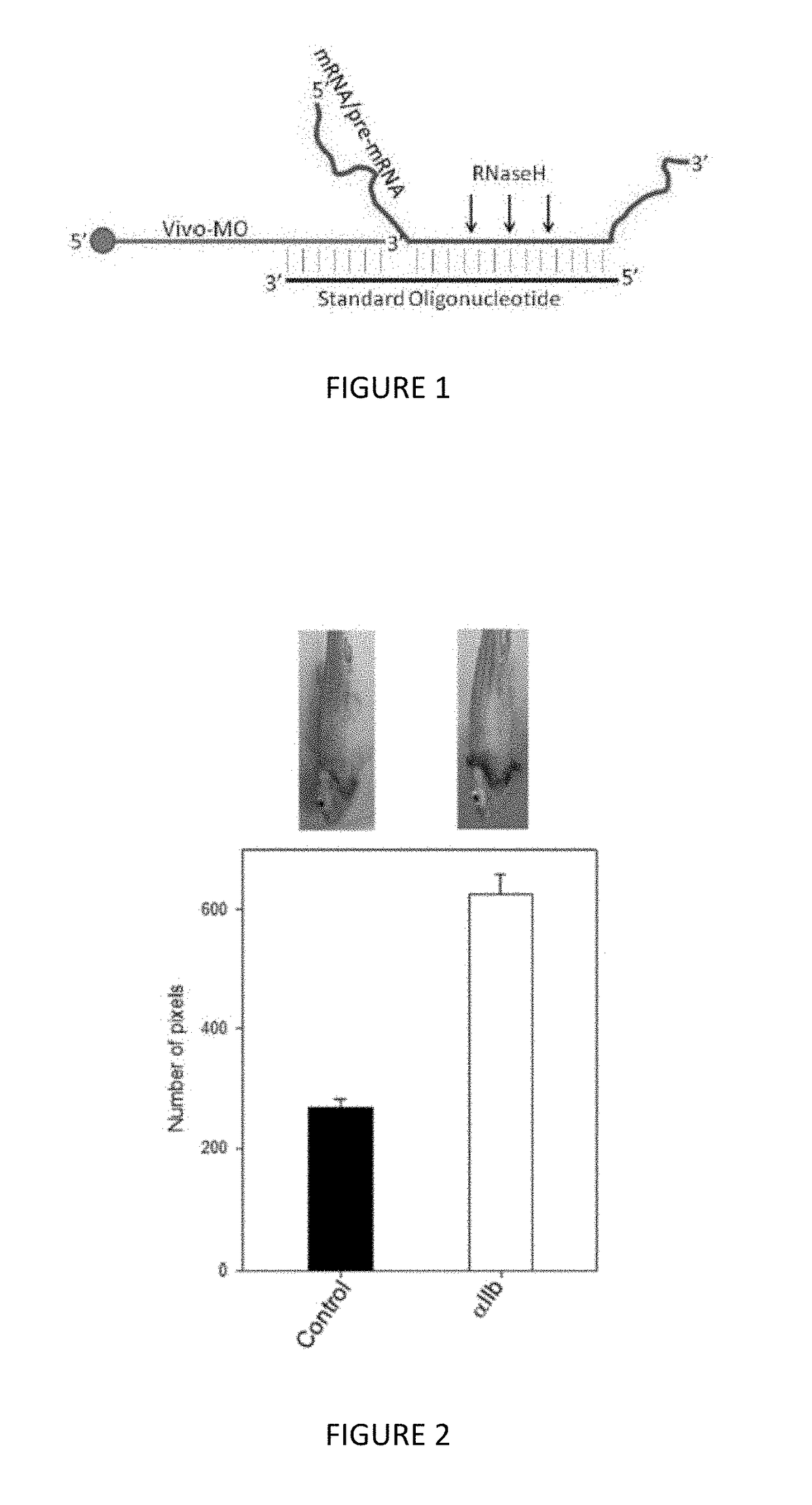 Piggyback Delivery of CRISPR/CAS9 RNA into Zebrafish Blood Cells