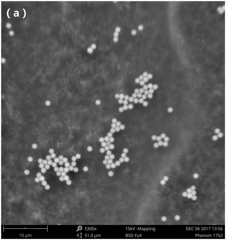 A double-sided human nanocoating particle capable of modulating drilling fluid rheology