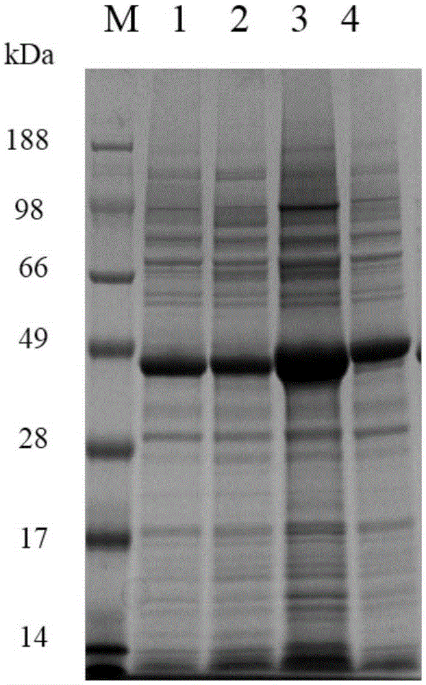 Alkaline pectinase mutant with improved specific enzyme activity and heat stability