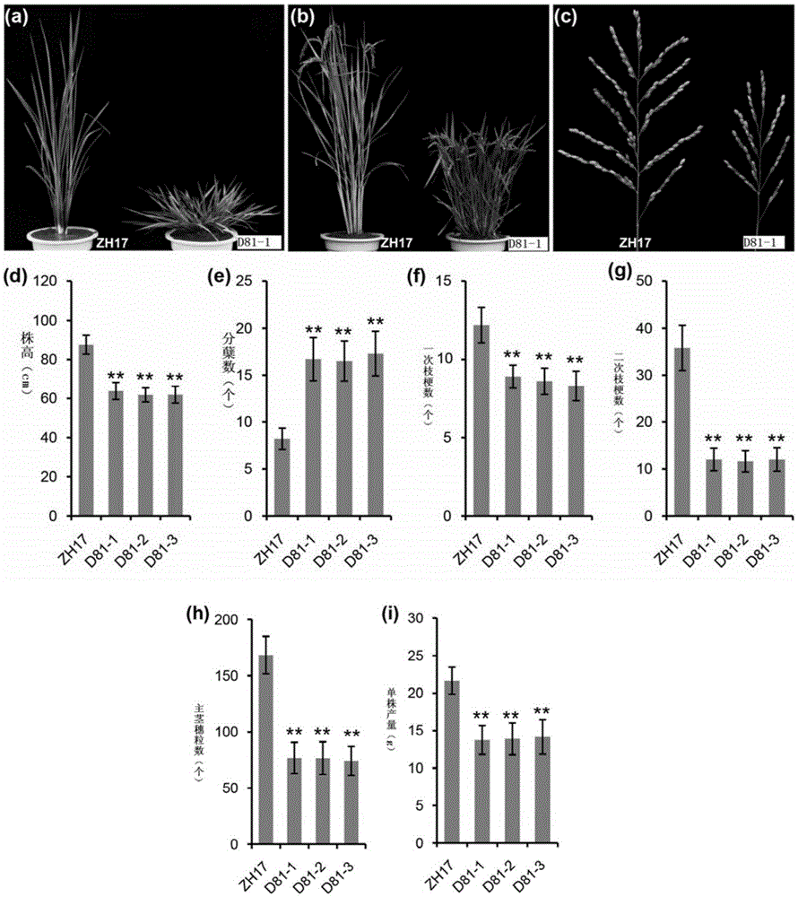 Plant strain associated proteins PROG 2, encoding gene and application thereof