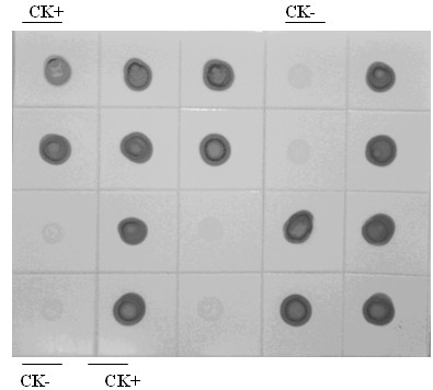 Hybridoma cell strain secreting monoclonal antibody against rice ragged stunt virus and use of monoclonal antibody