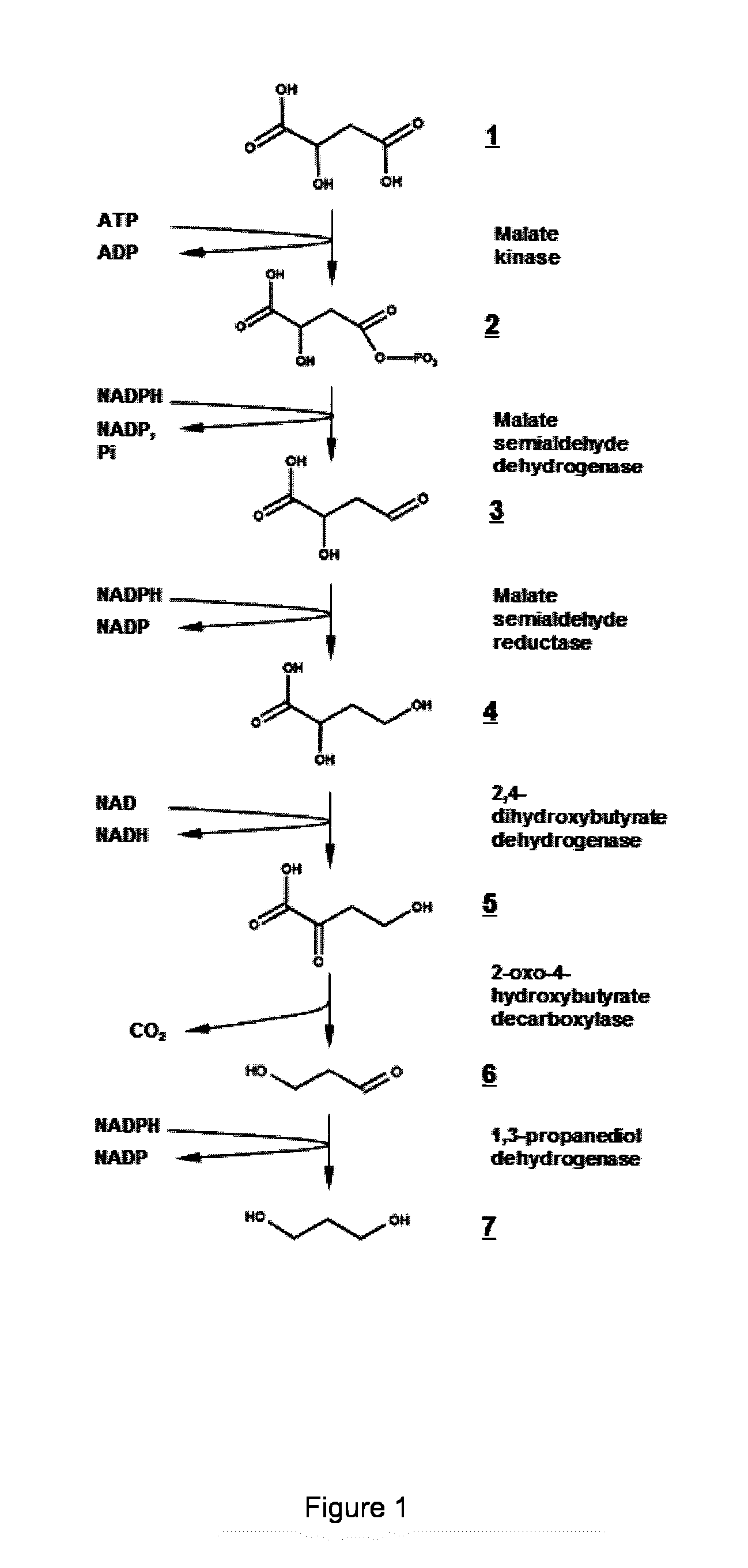 Microorganism modified for the production of 1,3-propanediol