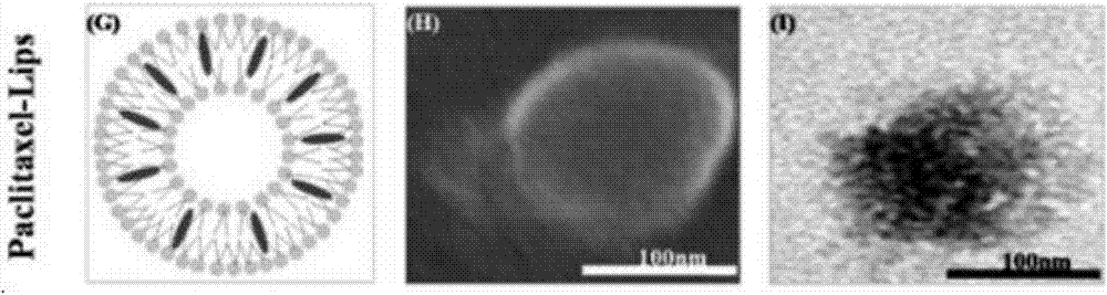 Liposome enhanced hydrogel and application thereof
