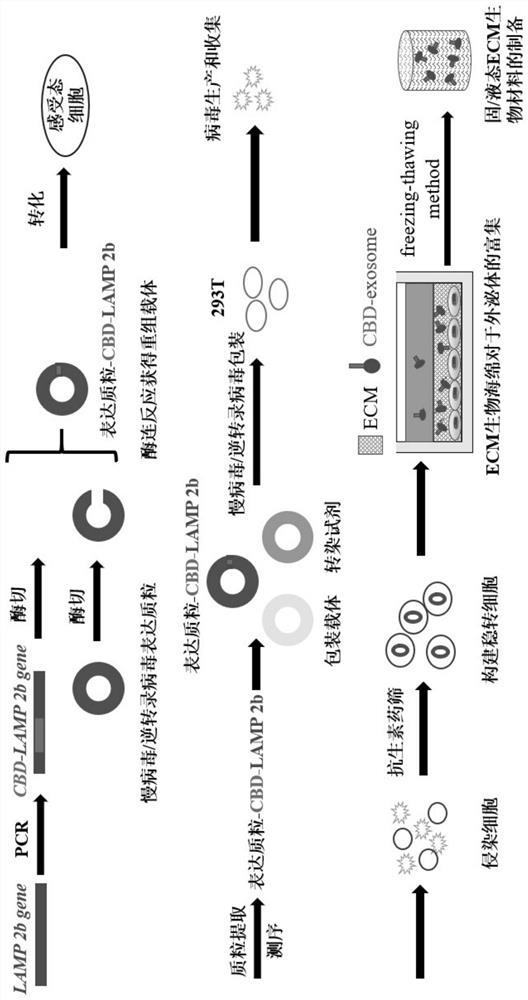 Enrichment method of exosome in extracellular matrix, ECM biological material rich in exosome and application