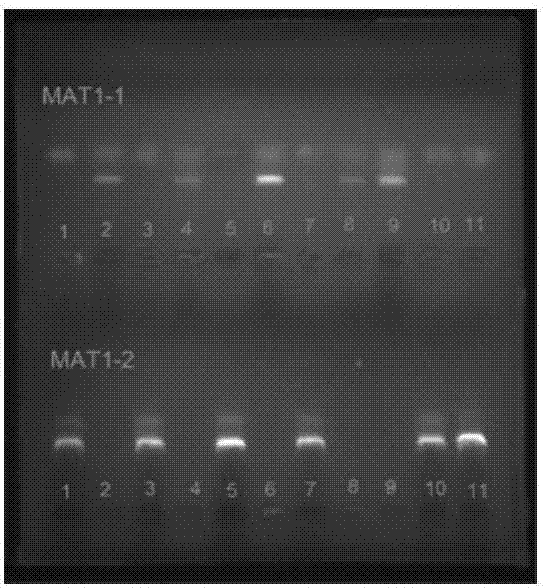 Method for authenticating mating type of eleven varieties in black morchella group