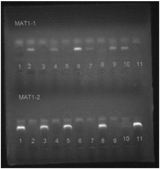 Method for authenticating mating type of eleven varieties in black morchella group