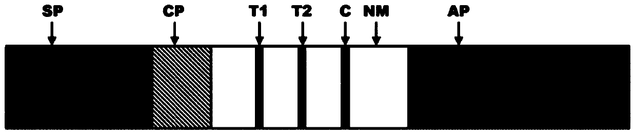 A kit for detecting methylation at the 5' end of gp5 gene and its detection method