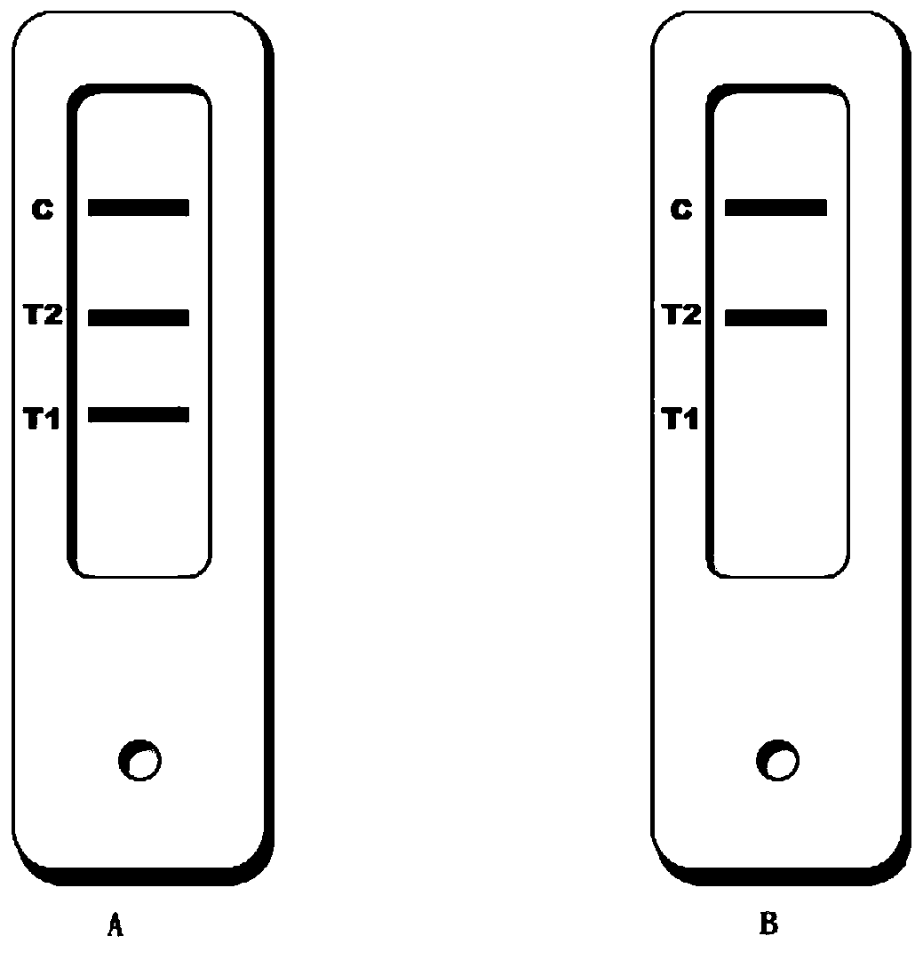 A kit for detecting methylation at the 5' end of gp5 gene and its detection method