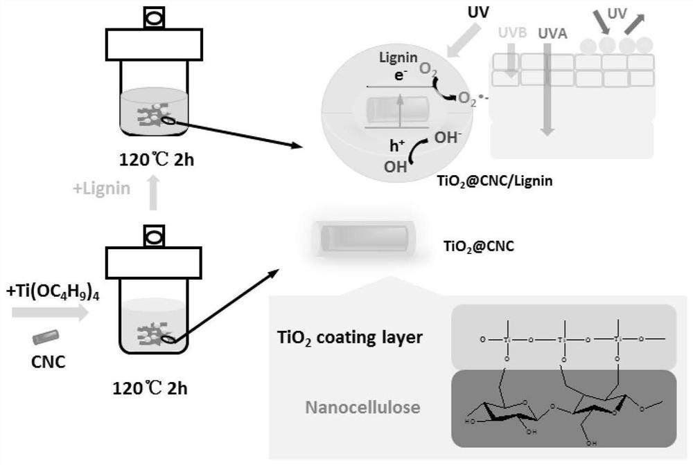 Preparation method of nano-cellulose-induced titanium dioxide composite ultraviolet shielding material