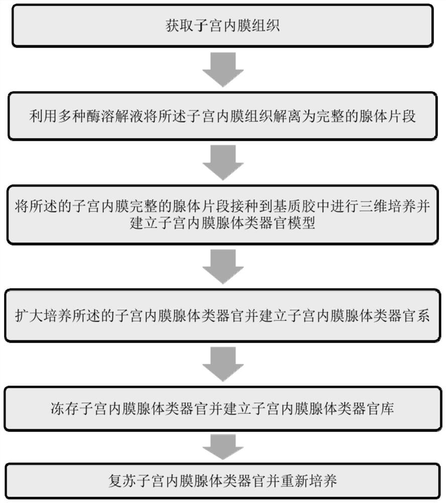 Three-dimensional culture method for in-vitro endometrial gland organs