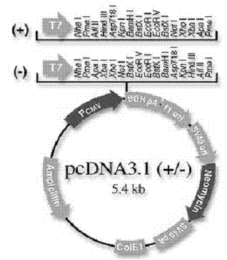 SiRNA interfering GDF9 gene expression and application thereof