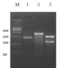 SiRNA interfering GDF9 gene expression and application thereof