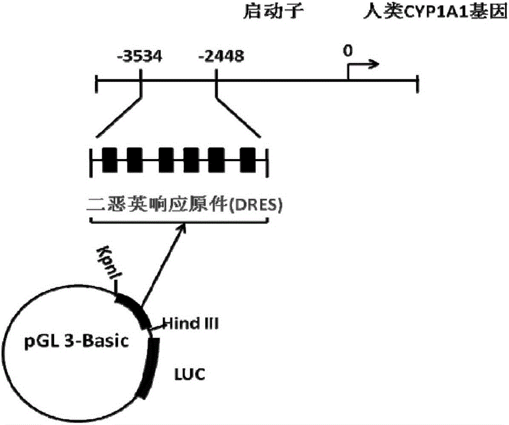 Humanized recombinant vector and cell for dioxin-type substance biological detection