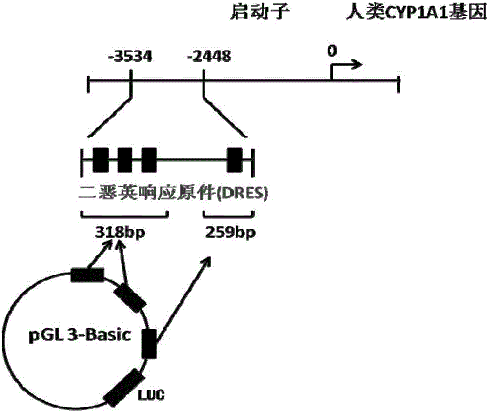 Humanized recombinant vector and cell for dioxin-type substance biological detection